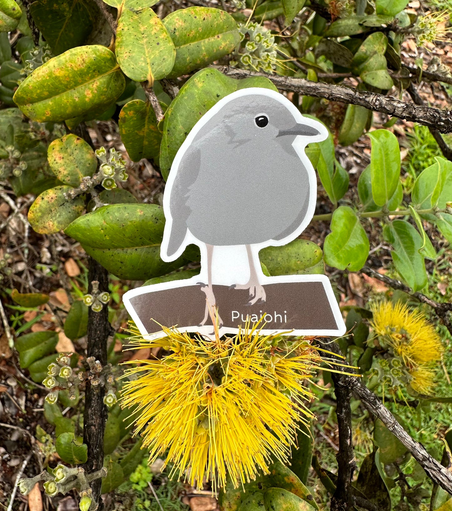 Endangered Bird Sticker Pack