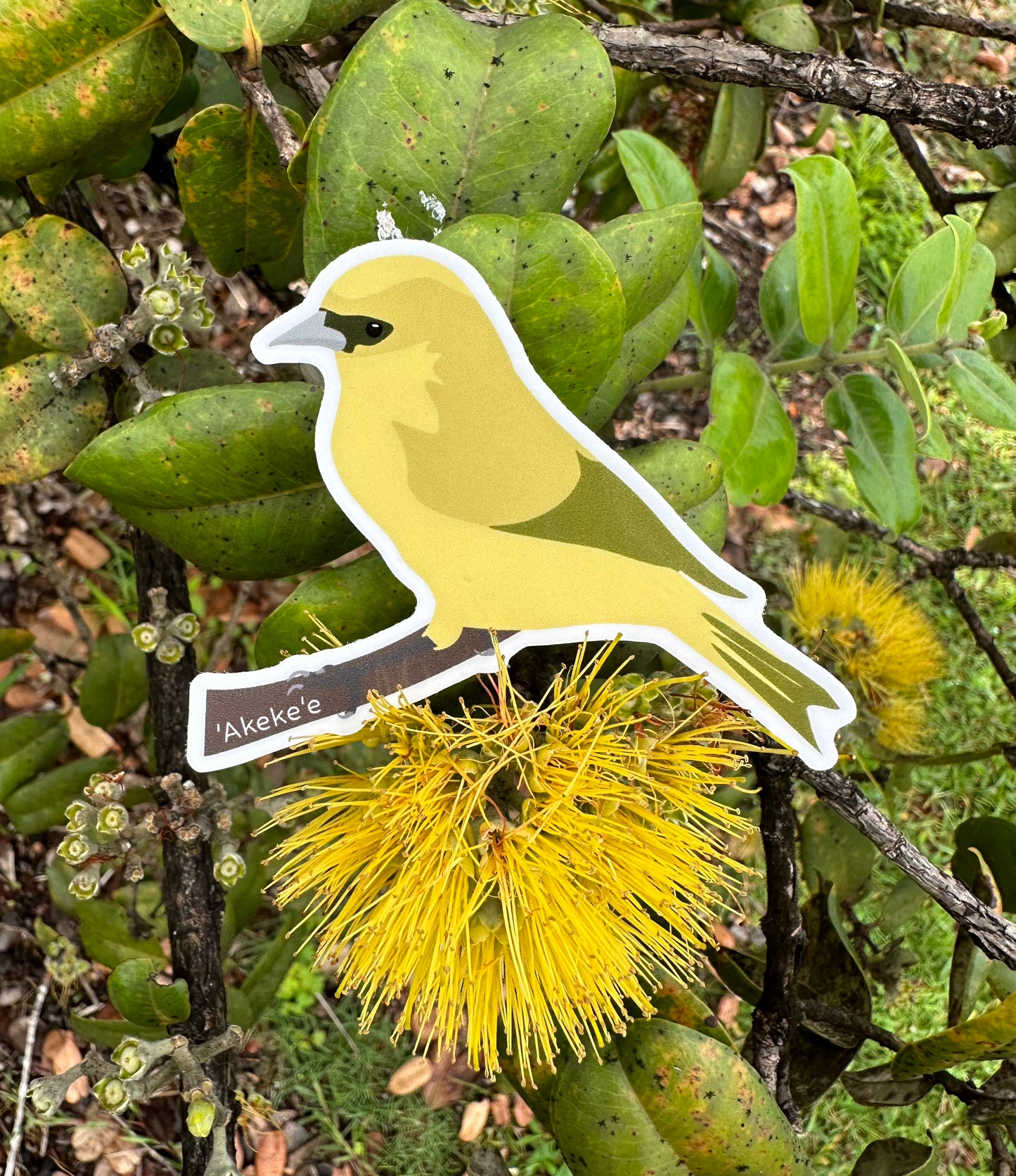 Endangered Bird Sticker Pack